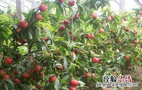 油桃摘完之后管理 油桃采收后怎么管理