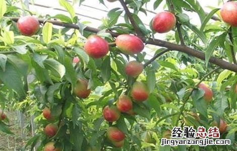 油桃摘完之后管理 油桃采收后怎么管理