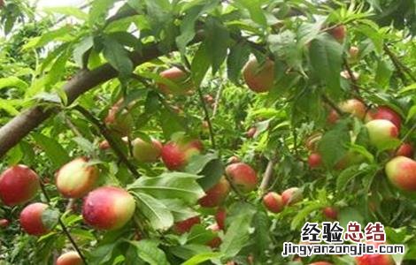 油桃摘完之后管理 油桃采收后怎么管理