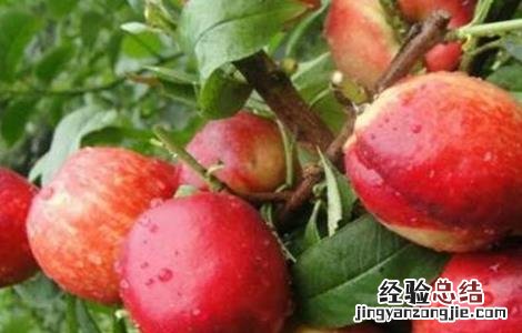 油桃的种植技术 油桃的种植技术和管理