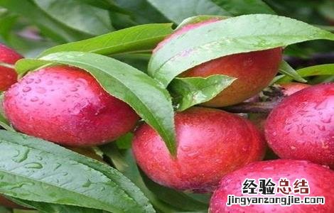 油桃的种植技术 油桃的种植技术和管理