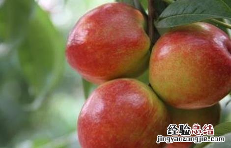 油桃的种植技术 油桃的种植技术和管理