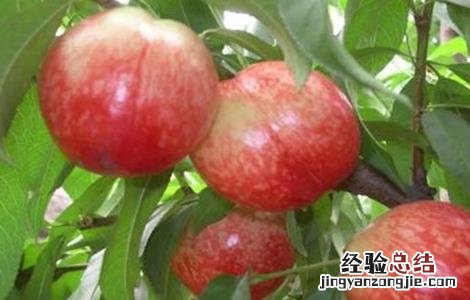 油桃的种植技术 油桃的种植技术和管理