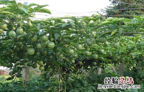 百香果移栽技术要点是什么 百香果移栽技术要点