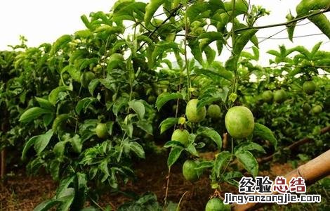 百香果移栽技术要点是什么 百香果移栽技术要点