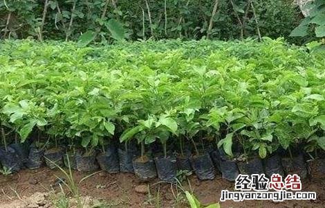 百香果移栽技术要点是什么 百香果移栽技术要点