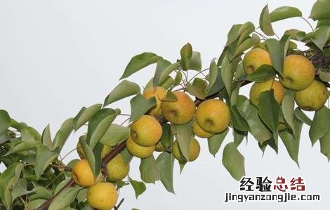 南果梨的施肥方法视频 南果梨的施肥方法