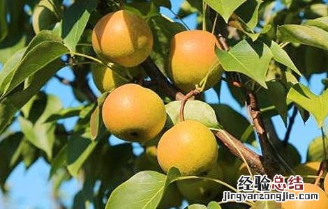 南果梨的施肥方法视频 南果梨的施肥方法
