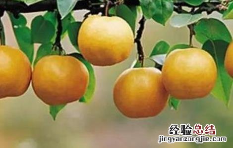 南果梨的施肥方法视频 南果梨的施肥方法