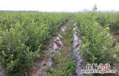 蓝莓修剪技术PPT 蓝莓修剪技术