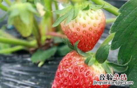 草莓种植增产要点 草莓种植增产要点
