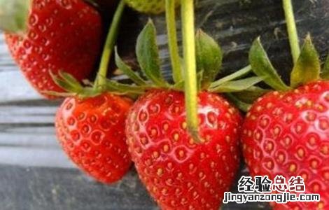 草莓种植增产要点 草莓种植增产要点