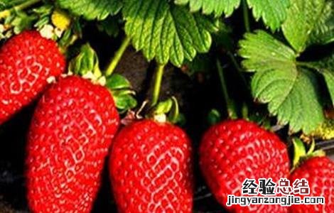 草莓种植增产要点 草莓种植增产要点