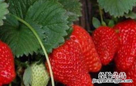 草莓种植增产要点 草莓种植增产要点