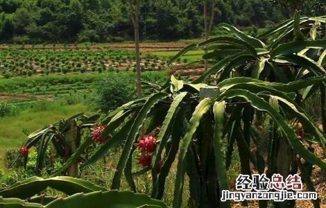 火龙果怎么修剪 火龙果怎么修剪?只要掌握这几个要点,高产丰收很简单!