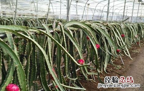 火龙果怎么修剪 火龙果怎么修剪?只要掌握这几个要点,高产丰收很简单!