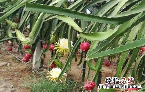 火龙果怎么修剪 火龙果怎么修剪?只要掌握这几个要点,高产丰收很简单!