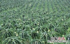火龙果怎么修剪 火龙果怎么修剪?只要掌握这几个要点,高产丰收很简单!