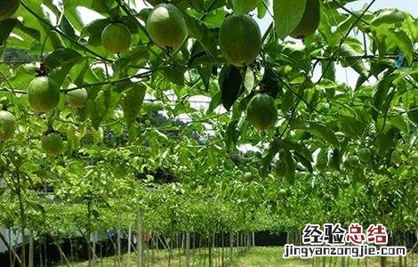百香果如何施肥 百香果如何施肥,施什么肥