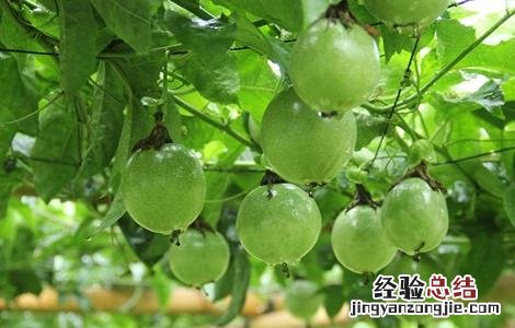 百香果如何施肥 百香果如何施肥,施什么肥