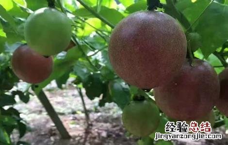 百香果如何施肥 百香果如何施肥,施什么肥