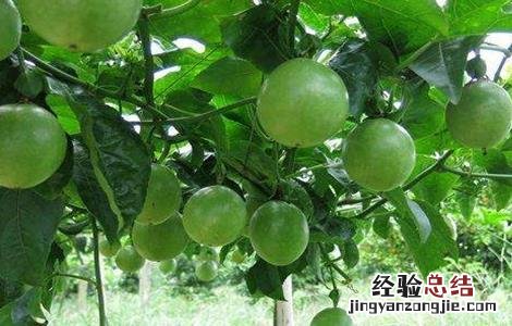 百香果如何施肥 百香果如何施肥,施什么肥