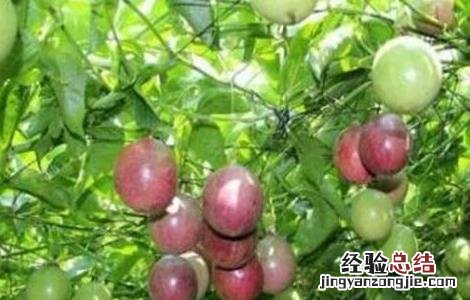 百香果如何施肥 百香果如何施肥,施什么肥