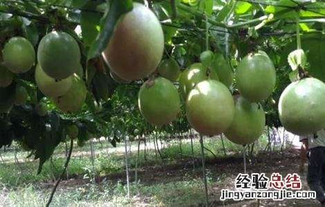 百香果如何施肥 百香果如何施肥,施什么肥