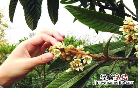 枇杷疏花疏果技术视频 枇杷疏花疏果技术