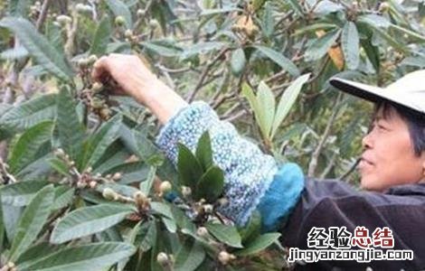枇杷疏花疏果技术视频 枇杷疏花疏果技术