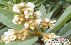枇杷疏花疏果技术视频 枇杷疏花疏果技术