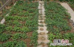 草莓种植的注意事项 种植草莓注意意事项
