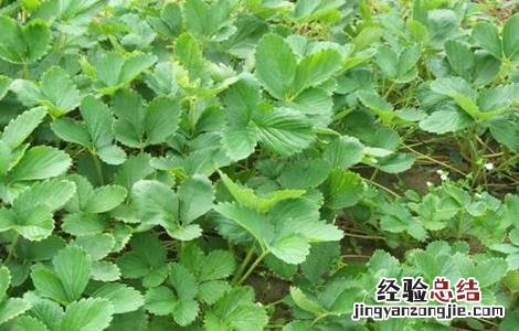 草莓种植的注意事项 种植草莓注意意事项