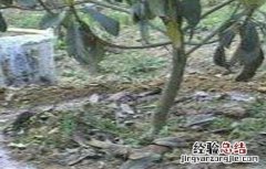 枇杷施肥技术视频 枇杷施肥技术