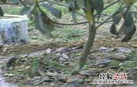 枇杷施肥技术视频 枇杷施肥技术