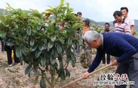 枇杷施肥技术视频 枇杷施肥技术