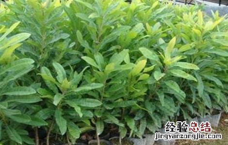 杨梅繁殖方法有哪些 杨梅的繁殖方法