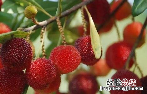 杨梅繁殖方法有哪些 杨梅的繁殖方法