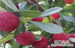 杨梅繁殖方法有哪些 杨梅的繁殖方法