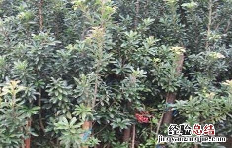 杨梅繁殖方法有哪些 杨梅的繁殖方法