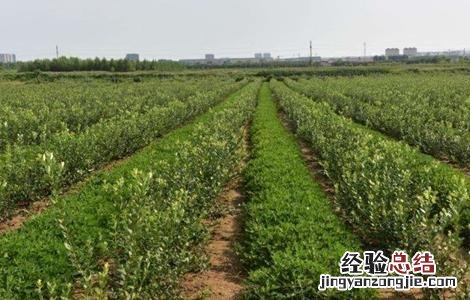 蓝莓的田间管理技术 蓝莓大田田间栽培技术