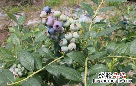 蓝莓的田间管理技术 蓝莓大田田间栽培技术