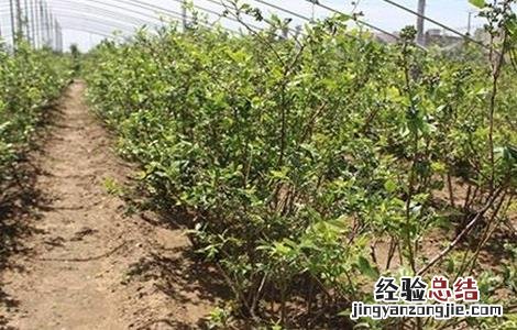 蓝莓的田间管理技术 蓝莓大田田间栽培技术