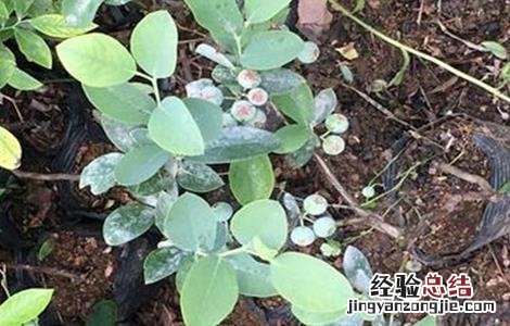 蓝莓的田间管理技术 蓝莓大田田间栽培技术