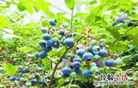 蓝莓的田间管理技术 蓝莓大田田间栽培技术