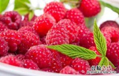 红树莓对女性的好处 红树莓对女人的好处