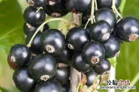 黑加仑吃多了的副作用 黑加仑吃多了有什么害处