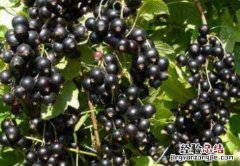 黑加仑吃多了的副作用 黑加仑吃多了有什么害处