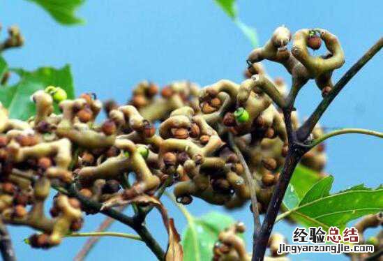 枳梖子的作用与功效 枳椇子的功效与作用及食用方法方式