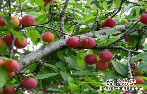 怎样提高李子坐果率的方法 怎样提高李子坐果率